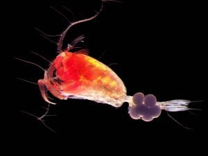 A copepod carrying eggs. Photo: (Photo: N. Hildebrandt/AWI, K. Kosobokova/IORAS)