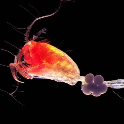 A copepod carrying eggs. Photo: (Photo: N. Hildebrandt/AWI, K. Kosobokova/IORAS)