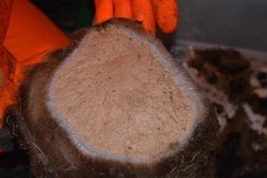 A sponge. Photo: B. Slaby/GEOMAR