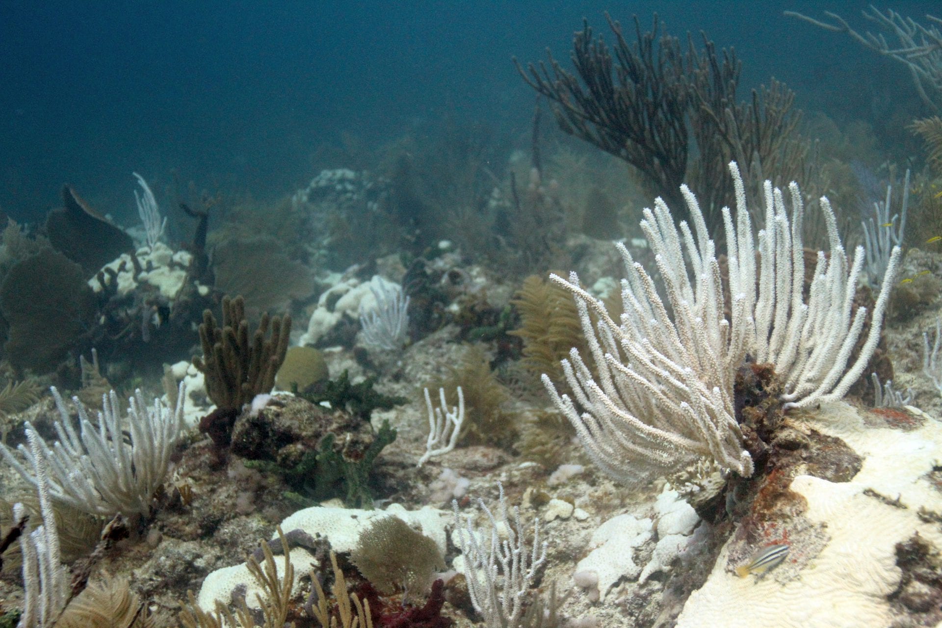 Bleached coral. Photo: NOAA