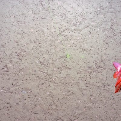 CAGE Tow cam cruise2_0515