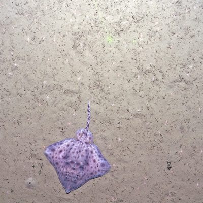 CAGE Tow Cam Cruise3_0515