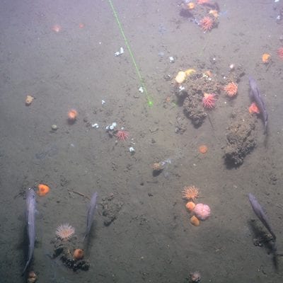 CAGE tow cam cruise4_0515