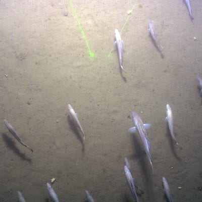 CAGe Tow Cam Cruise5_0515