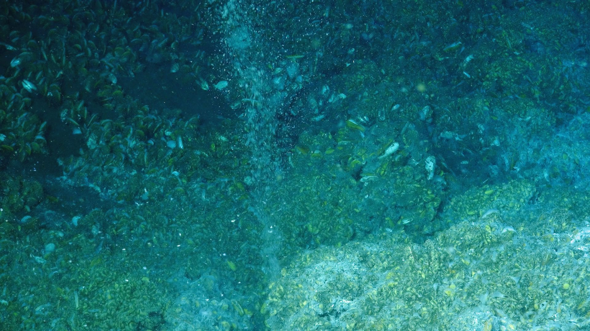 Cold seep site. Methane bubbles. Bacteria. Bivalves. Photo: NOAA-OER/BOEM/USGS