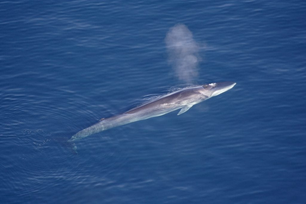 Fin whales can get to be up to 27 meter long and weigh up to 114 tonnes. That fin whales some of the largest animals on the planet. They can be found in all the world's oceans. Photo: Wikimedia Commons