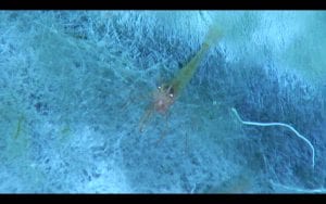 Shrimp feeding on bacteria- Photo: WHOI