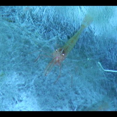 Shrimp feeding on bacteria- Photo: WHOI