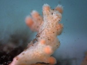 Soft coral.  (Photo: A. Purser/AWI