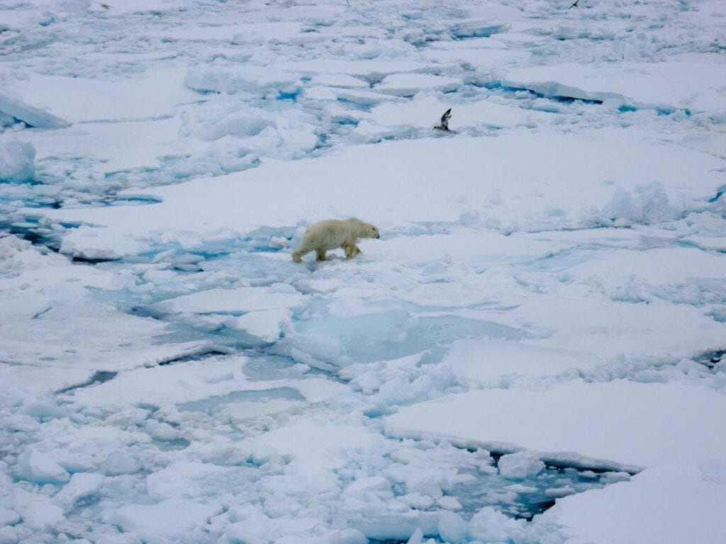 polar-bear-on-cruise-17-1.2