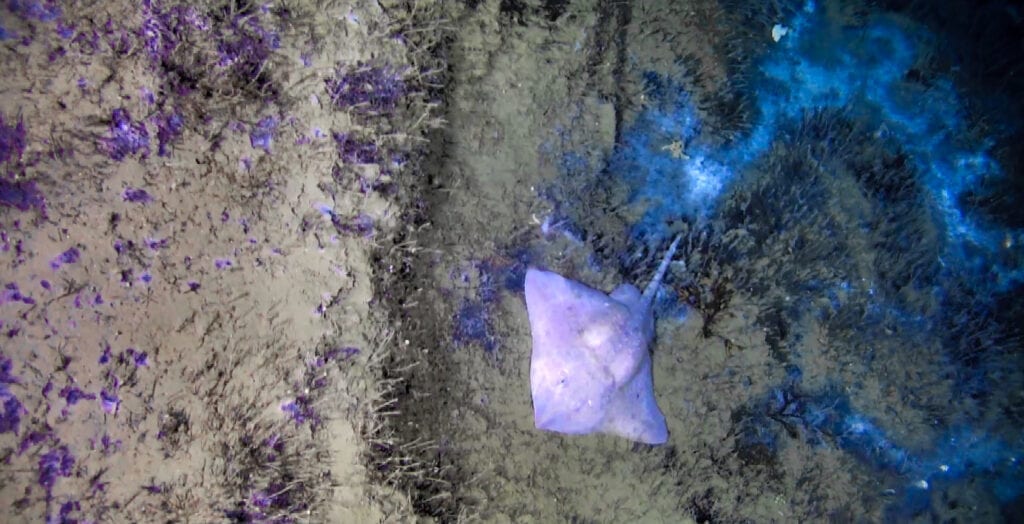 arctic-skate-new-lofoten-seep-2018