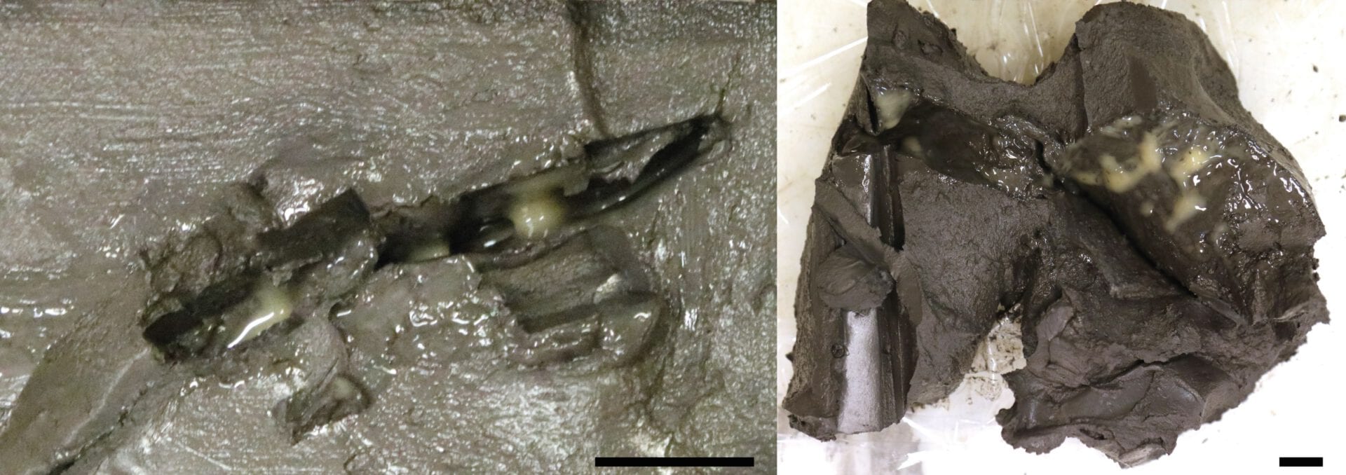 Unusual mucous-like substance found buried within seafloor sediment