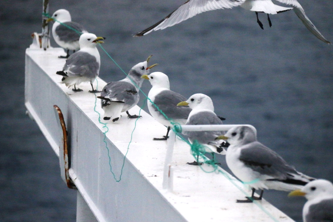 Birds will be birds