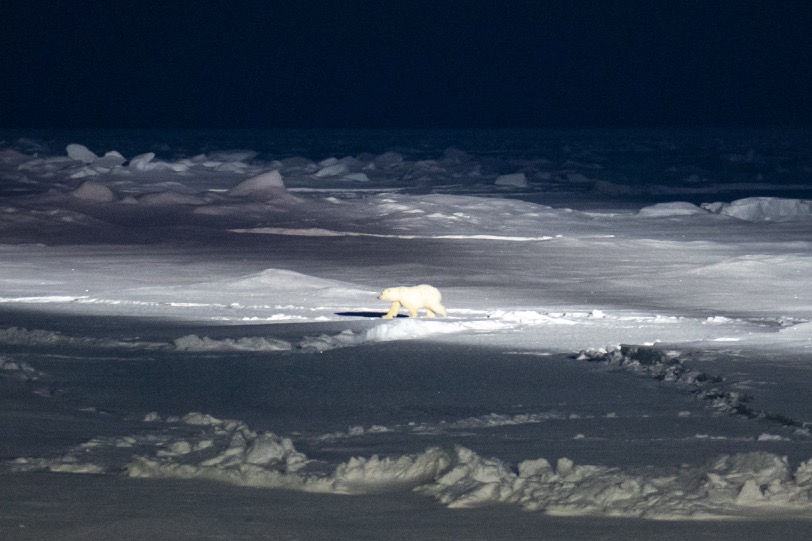 Polar bear in sight!