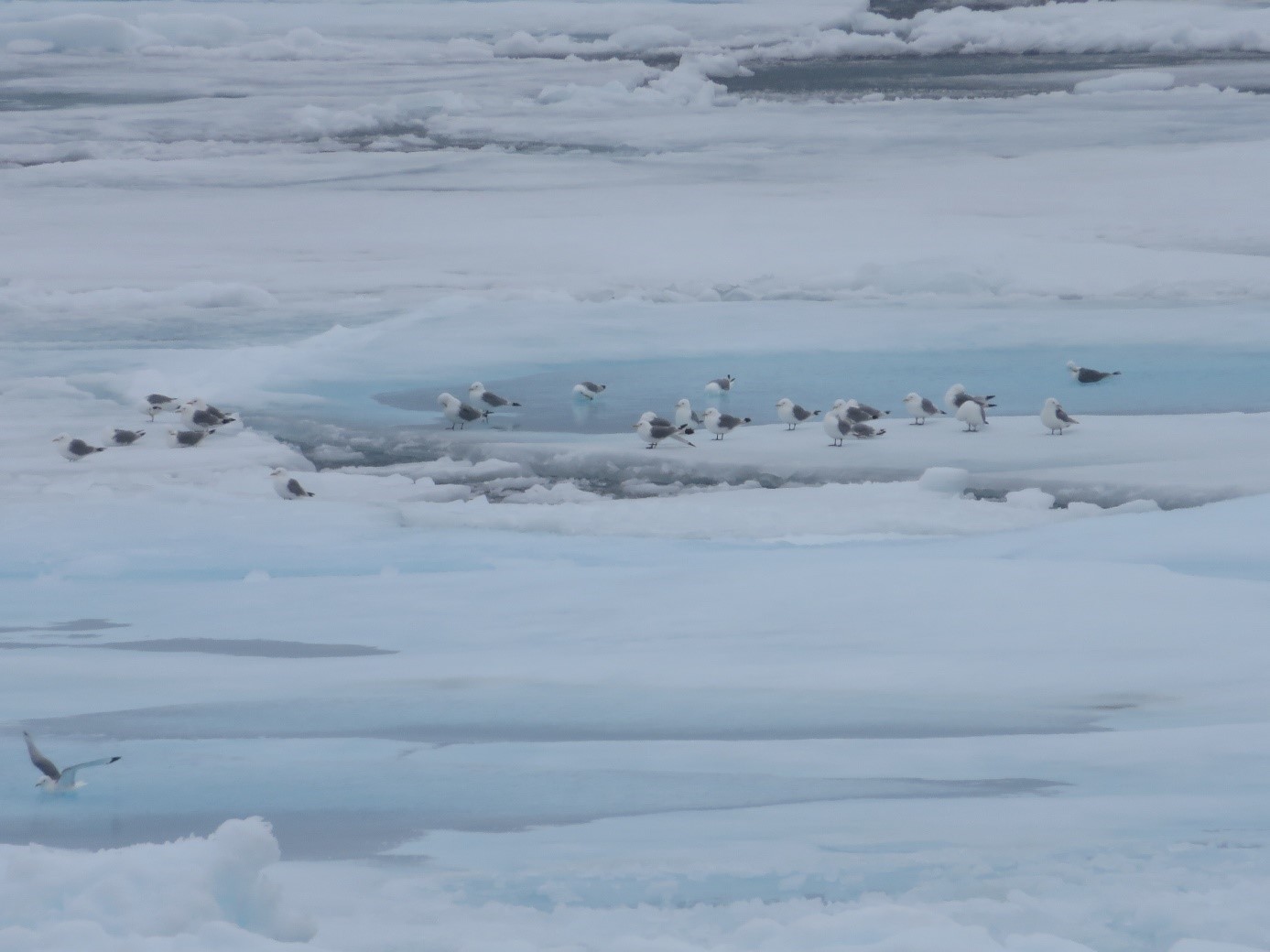 Working around the sea ice