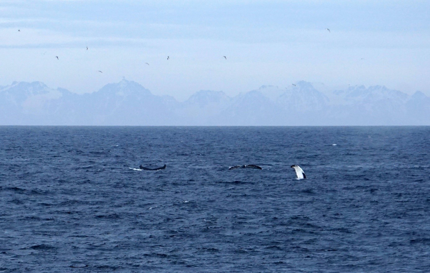Fog, winds, waves and WHALES – our jokers