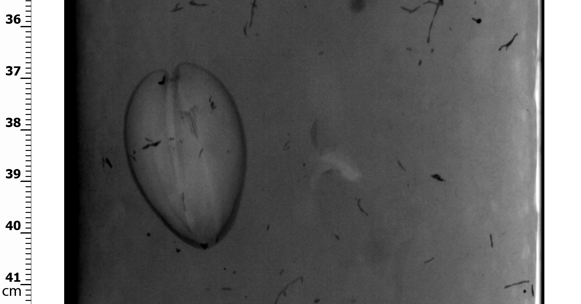 Radiograph of a bivalve