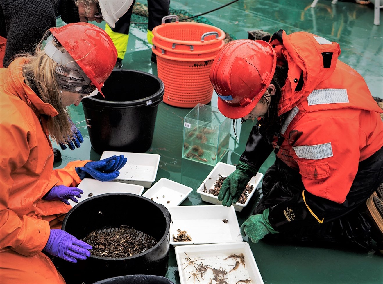 Methane emissions in the Arctic diversify the diets of marine ecosystems living in productive shallow-marine areas