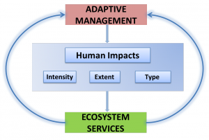 Figur 1. Link mellom kulturelle økosystemtjenester, adaptiv forvaltning og menneskelig påvirkning.