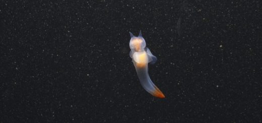 Forskere fra UiT og NTNU har funnet sensitivitet mot lysforurensning hos dyreplankton i Arktis. Foto: Geir Johnsen