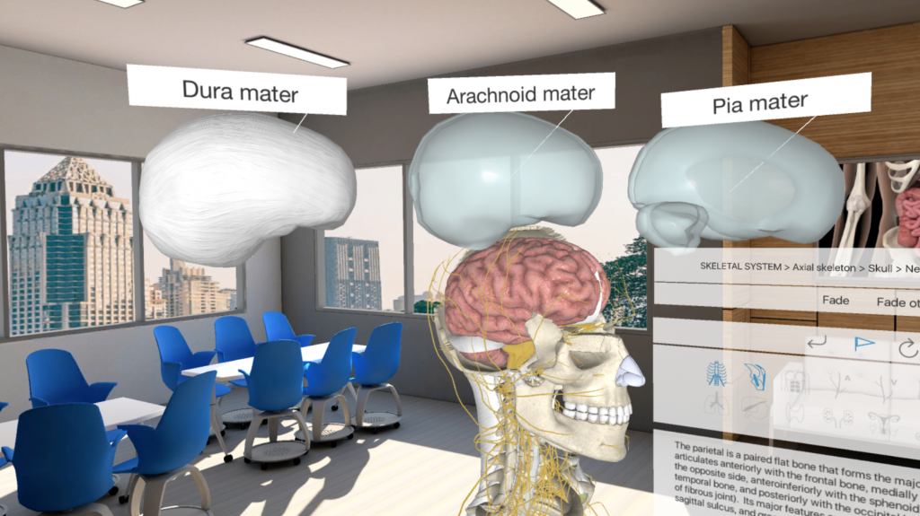 Modell av skjelett med hjernen og de tre beskyttende lag (dura mater, osv) plukket ut fra kroppen.