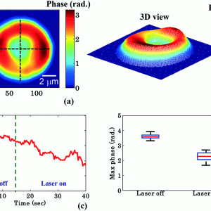 Quantitative phase imaging highlights the change in the RBC phase value during waveguide trapping and propulsion.