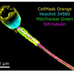 4 color SIM image of human sperm