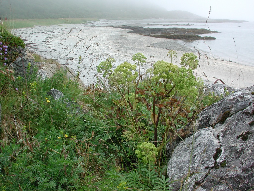 Angelica archangelica Sørvika, Brensh. 14.8.12 1