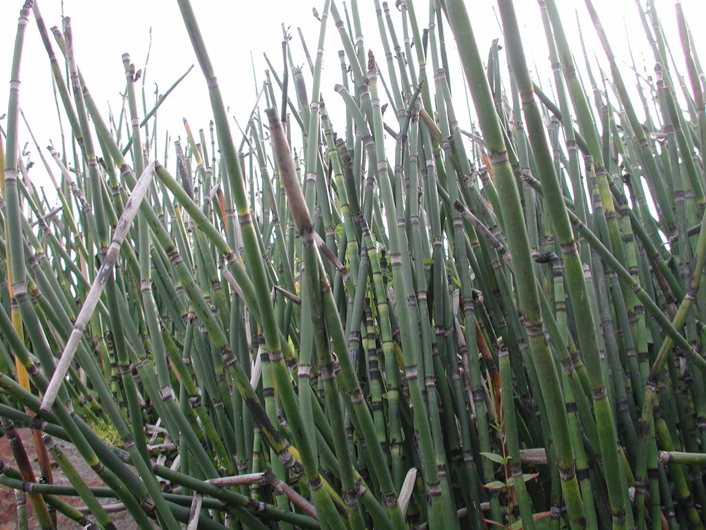 Equisetum hyemale nærbilete 1 BH 26.7.07