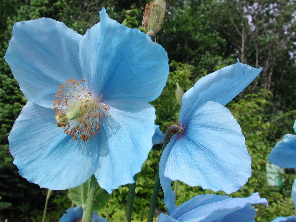Meconopsis Lingholm Rhod