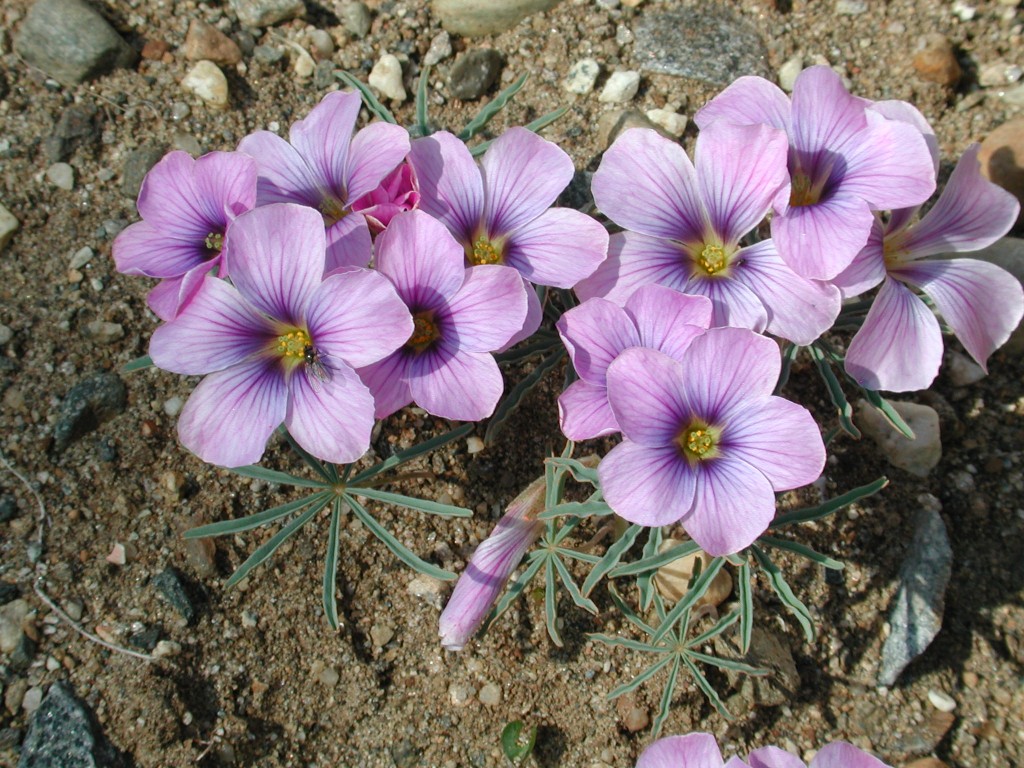 Oxalis laciniata  berg