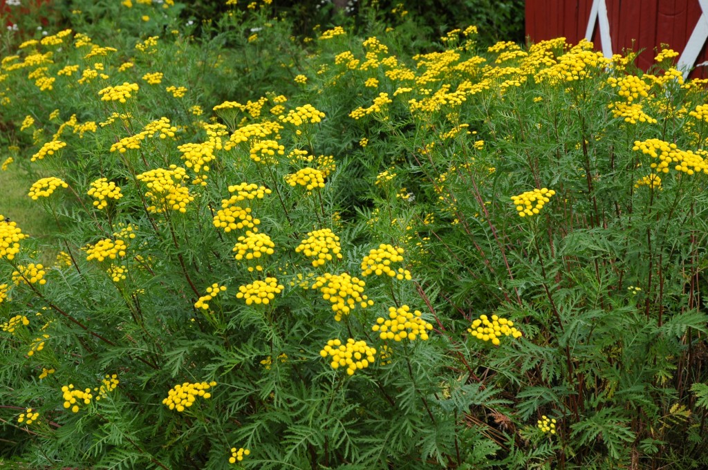 Tanacetum vulgare, Kjosvold, bm 3-07