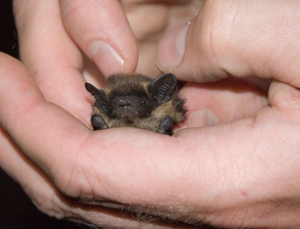 NordFM20DSC_1362Utsn