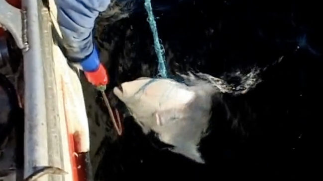 Hunting the Halibut
